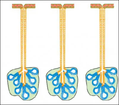 Quelle est cette glande ? Est-ce une glande simple ou composée ?