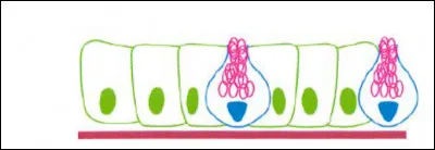 Quelle est cette cellule à fonction glandulaire ?