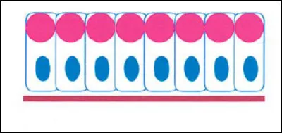 Quelle est cette cellule à fonction glandulaire ?