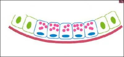 Quelle est cette cellule à fonction glandulaire ?