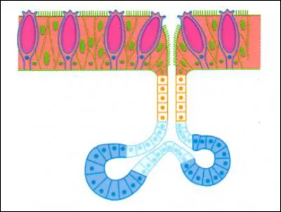 Quelle est cette glande ?