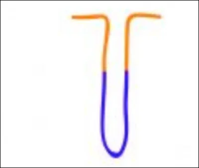 Quelle est cette glande exocrine ? Est-ce une glande exocrine simple ou composée ?