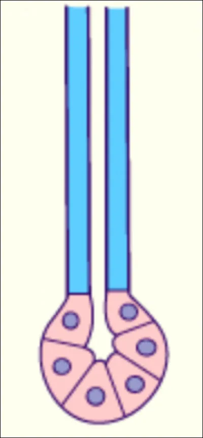Quelle est cette glande ? Est-ce une glande simple ou composée ?