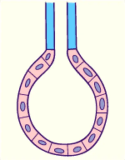 Quelle est cette glande ? Est-ce une glande simple ou composée ?