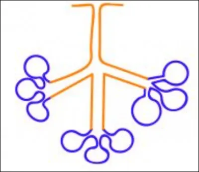 Quelle est cette glande ? Est-ce une glande composée ou une glande simple ?