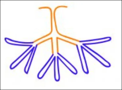 Quelle est cette glande ? Est-ce une glande simple ou composée ?