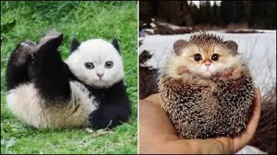 Quel est ton animal préféré ? (2)