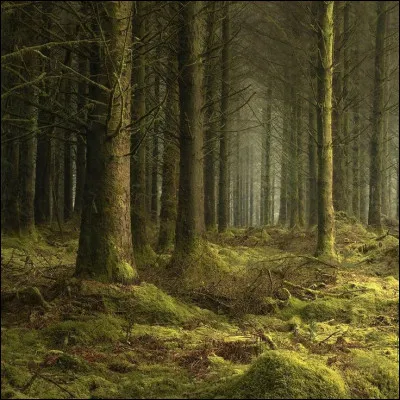 Lors d'une balade avec la classe, tu t'&eacute;gares dans une for&ecirc;t sombre :