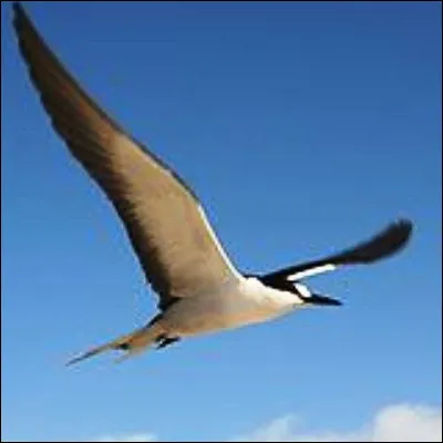 Quel oiseau marin, de la famille des sulid&eacute;s, est le plus grand d'Europe ?