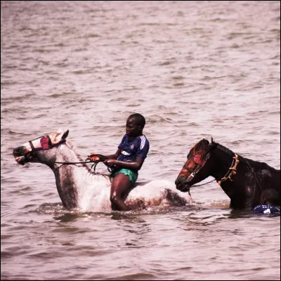 Quel animal porte un nom signifiant "cheval de fleuve" ?