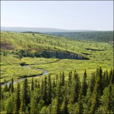 Quel arbre, consid&eacute;r&eacute; comme l'arbre national en Russie, est utilis&eacute; pour produire de l'acide b&eacute;tulinique ?
