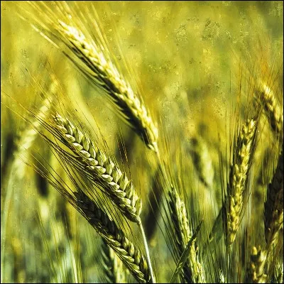 Quel type de plante est le triticale ?