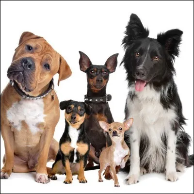 Dans quelle s&eacute;rie am&eacute;ricaine de 1954, comptant 288 &eacute;pisodes, suit-on les aventures d'une chienne fid&egrave;le ?