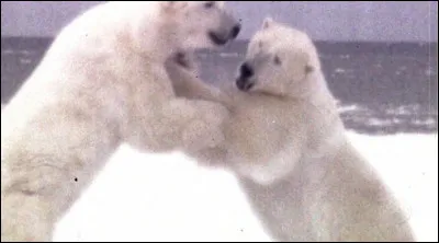 Combien y a-t-il de références autour de l'ours polaire dans la série principale ?