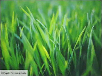 De couleur verte, elle courait dans l'herbe !