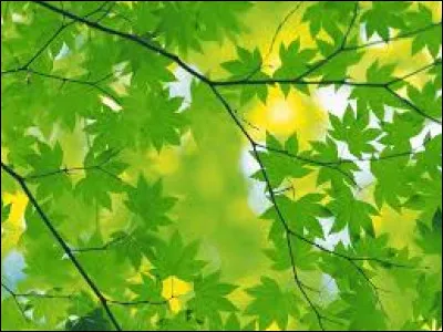 Comment dit-on "vert" en espagnol ?