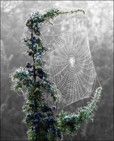 Et enfin, d'après le proverbe, quand faut-il rencontrer une araignée pour qu'elle soit symbole d'espoir ?