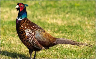 À quel film, nature, vous fait penser ce faisan ?