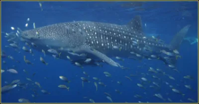 Comment s'appelle ce requin ?