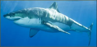 Comment s'appelle ce requin ?