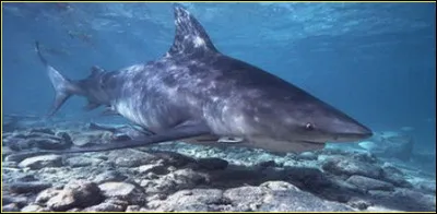 Comment s'appelle ce requin ?