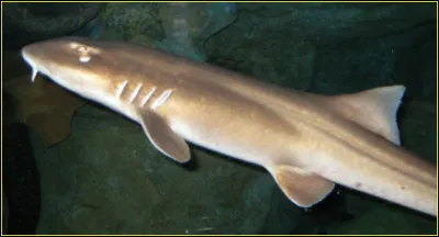 Comment s'appelle ce requin ?