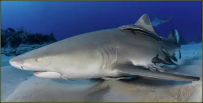 Comment s'appelle ce requin ?