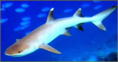 Comment s'appelle ce requin ?