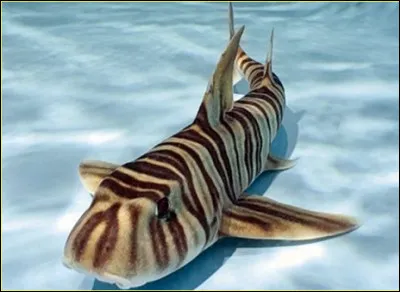 Comment s'appelle ce requin ?