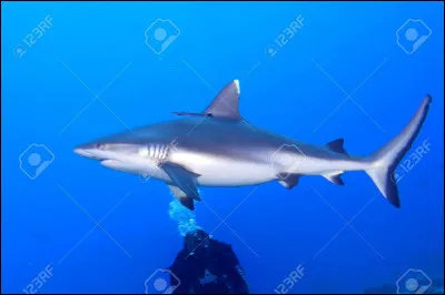 Comment s'appelle ce requin ?