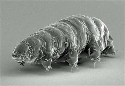 Cette créature n'existe pas, je me suis amusé à la fabriquer avec du carton mouillé !