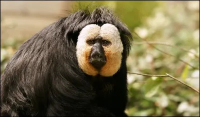 Pour cette dernière réponse, je vais être gentil, cet animal existe !