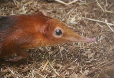 Tiens et celui-là, une souris avec un nez d'éléphant, vous croyez que ça peut exister une bestiole pareille ?