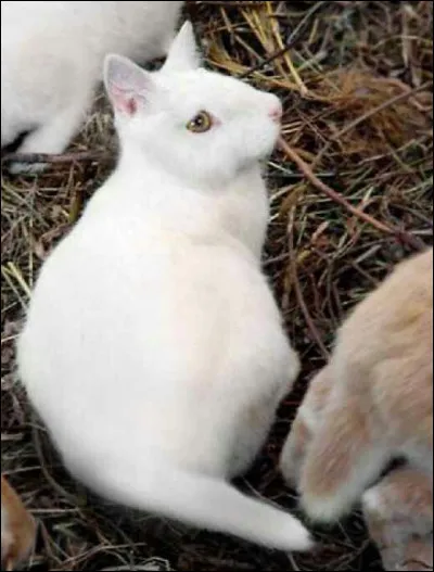 Bon là d'accord, c'est un chat, pas moyen de se tromper !