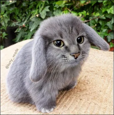 Mignon ce petit lapin non ?