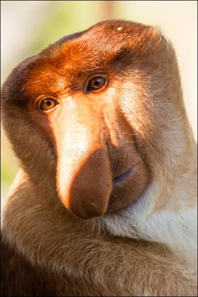 Bien entendu il est absolument impossible qu'un animal pareil existe, à part dans Harry Potter ou Avatar, et encore !