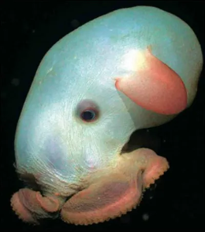 Ce bidule est étrange, on ne sait pas trop si c'est un animal ou un jouet pour enfants, alors d'après vous, cet animal est-il réel ?