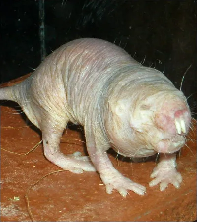 Vous avez pu voir cette bestiole dans le film "Les Animaux Fantastiques", dans la réalité, il n'existe pas !