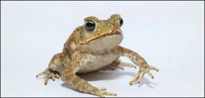Ceci serait une grenouille.