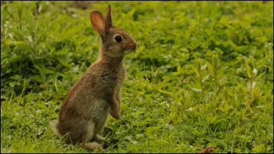 Mais celui-là c'est sûr c'est un lapin.