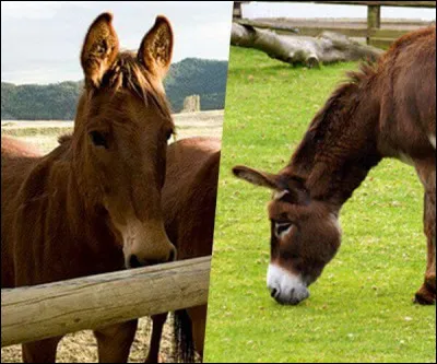 Lequel est le mulet ?