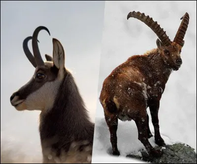 Pouvez-vous distinguer le chamois ?