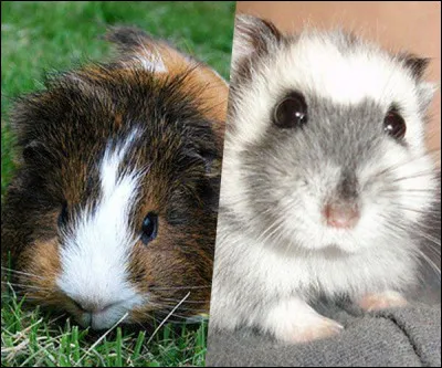 Retrouvez-vous le hamster ?