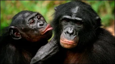 Quel est cet animal ?