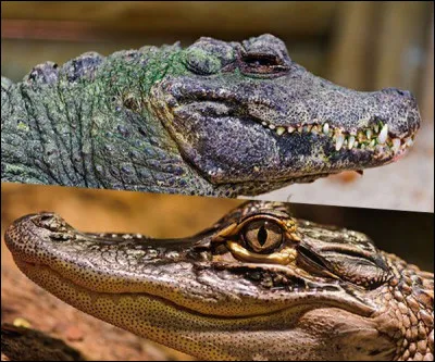 Pouvez-vous me dire si vous savez où est le crocodile ?