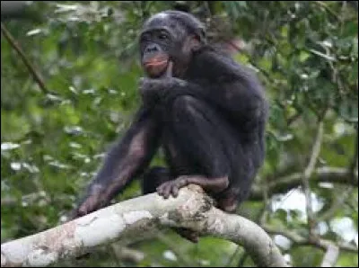 Regardez ce bonobo !