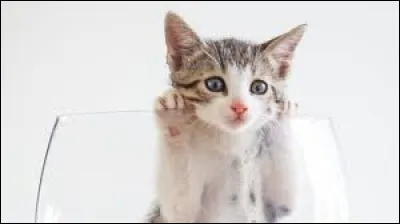 Mon chat court dans tous les sens, il sent la tempête !