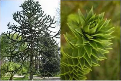 J'ai une préférence pour le désespoir du singe !