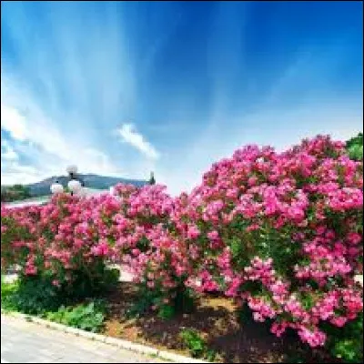 Le laurier rose est :