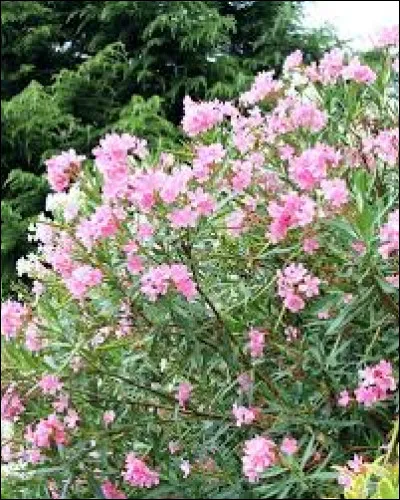 Quand faut-il tailler son laurier ?